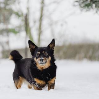 Lancashire Heeler wallpaper