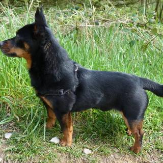 Lancashire Heeler wallpaper