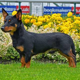 Lancashire Heeler wallpaper