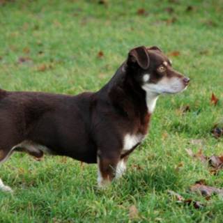 Lancashire Heeler wallpaper