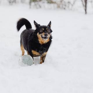 Lancashire Heeler wallpaper