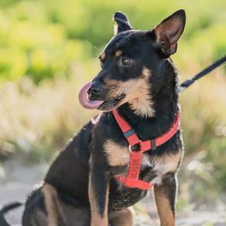 Lancashire Heeler wallpaper