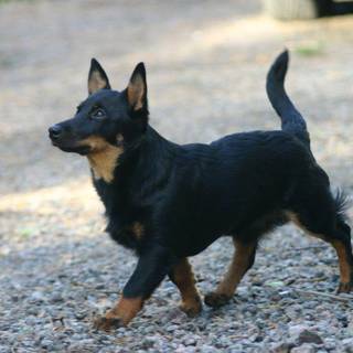 Lancashire Heeler wallpaper