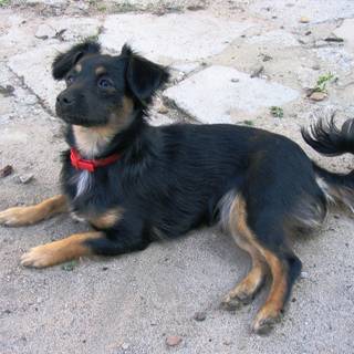 Lancashire Heeler wallpaper