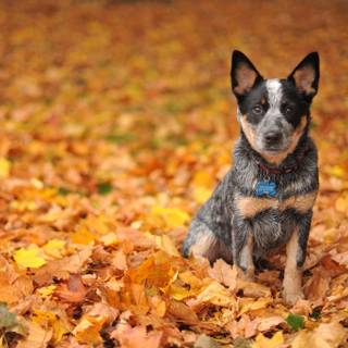 Lancashire Heeler wallpaper