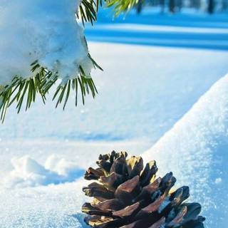 Winter tranquility wallpaper