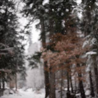 Winter tranquility wallpaper