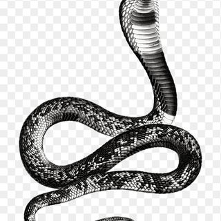 Snake drawing wallpaper