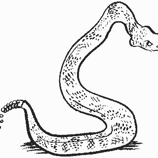 Snake drawing wallpaper