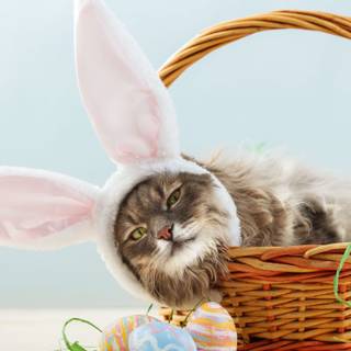 Cute cat and bunny Easter wallpaper