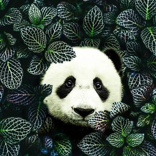 Panda iPhone wallpaper