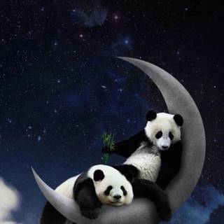 Panda iPhone wallpaper