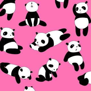 Panda iPhone wallpaper