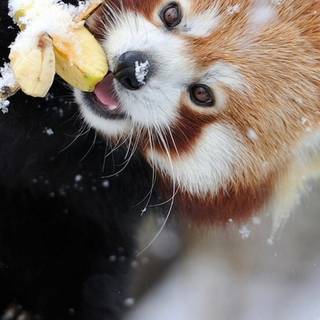 Panda iPhone wallpaper