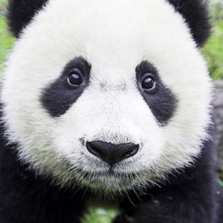 Panda iPhone wallpaper