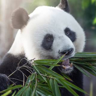 Panda iPhone wallpaper