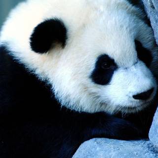 Panda iPhone wallpaper