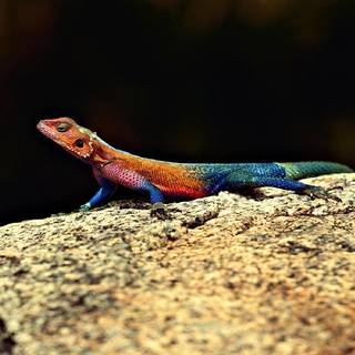 Agama wallpaper