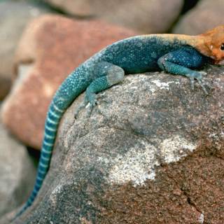 Agama wallpaper