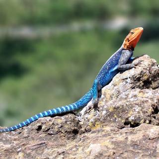 Agama wallpaper