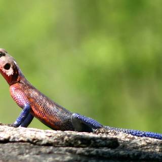 Agama wallpaper