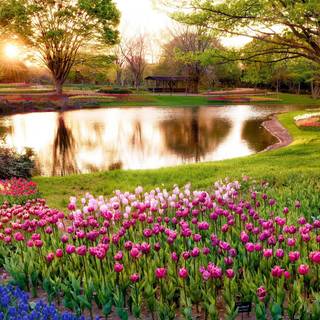 UHD spring wallpaper