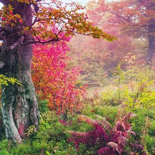 Nature spring 8k wallpaper