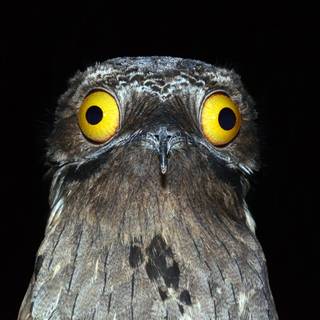 Potoo wallpaper