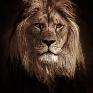 Majestic lion wallpaper