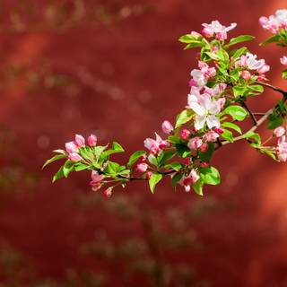 Asia Ultra HD wallpaper