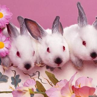 Happy Easter baby animals wallpaper