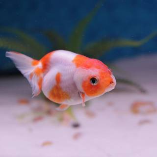 Ranchu wallpaper