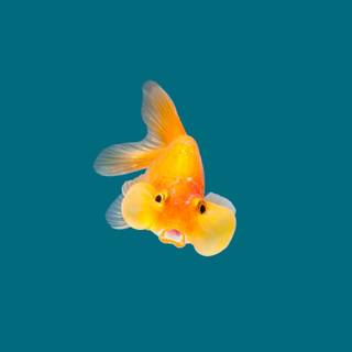 Ranchu wallpaper