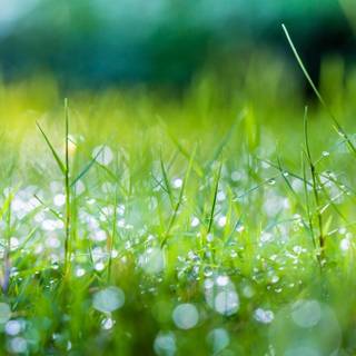 Spring grassland wallpaper