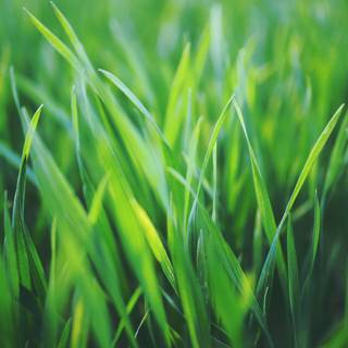 Spring grassland wallpaper