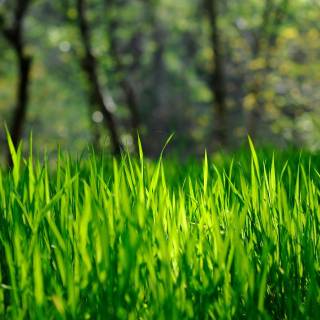 Spring grassland wallpaper