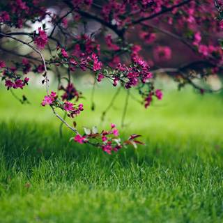 Spring grassland wallpaper