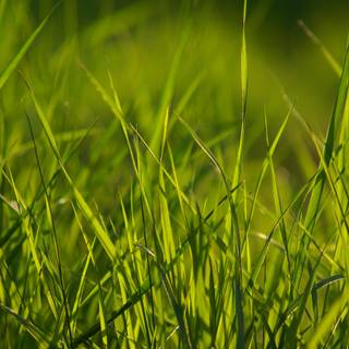 Spring grassland wallpaper
