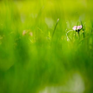 Spring grassland wallpaper