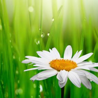 Spring grassland wallpaper