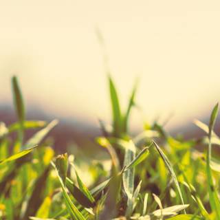 Spring grassland wallpaper