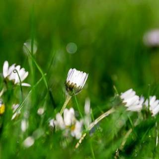 Spring grassland wallpaper