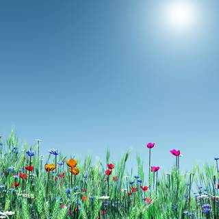 Its spring time wallpaper