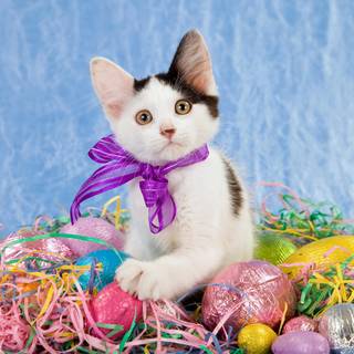 Easter cat and bunny wallpaper