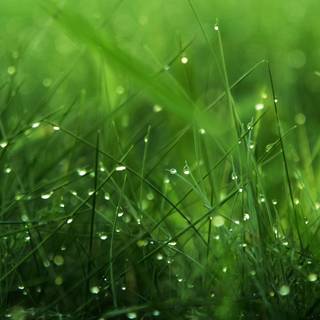 Spring grassland wallpaper