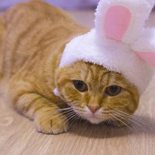 Easter cat and bunny wallpaper