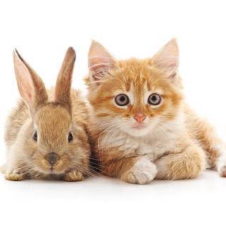 Easter cat and bunny wallpaper