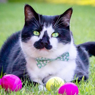 Easter cat and bunny wallpaper