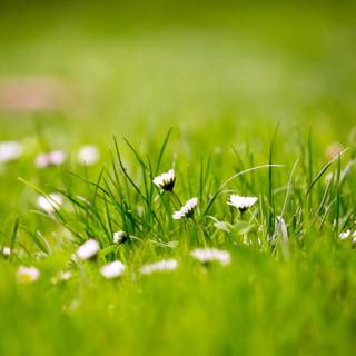 Spring grassland wallpaper