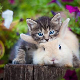 Easter cat and bunny wallpaper